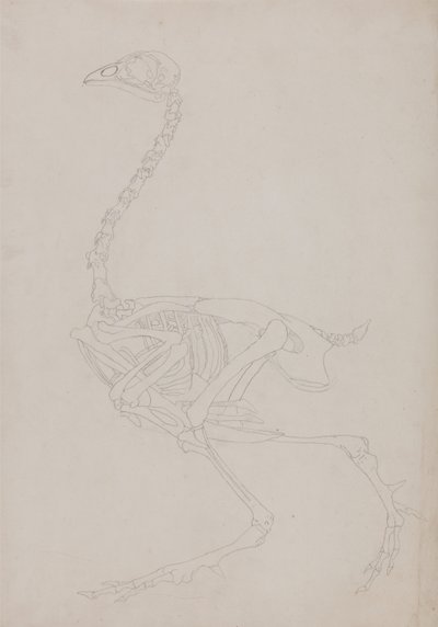 Comparative Anatomical Exposition of the Structure of the Human Body with that of a Tiger and a Common Fowl: Fowl Skeleton, Lateral View by George Stubbs