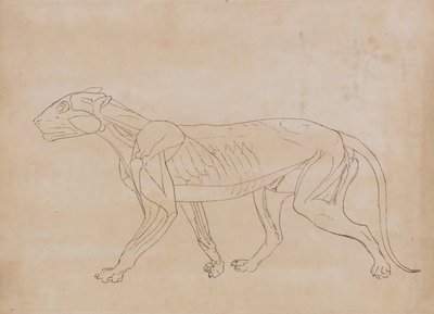 Comparative Anatomical Exposition: Tiger Body, Lateral View by George Stubbs