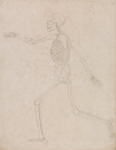 A Comparative Anatomical Exposition of the Structure of the Human Body with that of a Tiger and a Common Fowl: Human Skeleton, Lateral View by George Stubbs