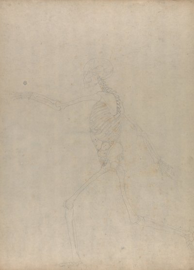 A Comparative Anatomical Exposition of the Structure of the Human Body with that of a Tiger and a Common Fowl: Human Skeleton, Lateral View by George Stubbs