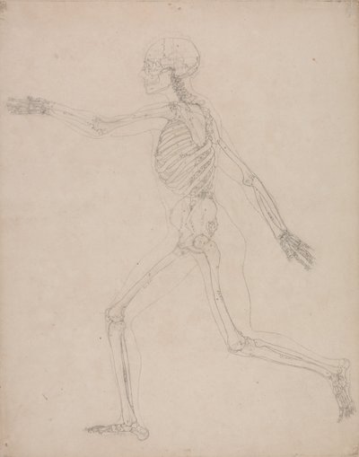 A Comparative Anatomical Exposition of the Structure of the Human Body with that of a Tiger and a Common Fowl: Human Skeleton, Lateral View by George Stubbs