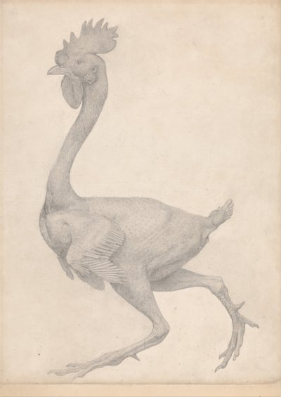 A Comparative Anatomical Exposition of the Structure of the Human Body with that of a Tiger and a Common Fowl: Fowl, Lateral View with Most Feathers Removed by George Stubbs