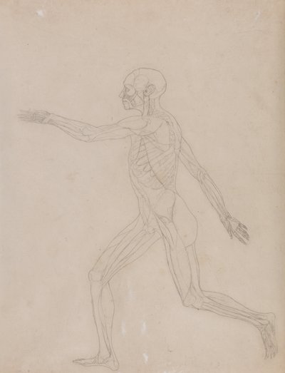 A Comparative Anatomical Exposition of the Structure of the Human Body with that of a Tiger and a Common Fowl: Human Figure, Lateral View by George Stubbs