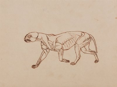 Comparative Anatomical Exposition of the Human Body with a Tiger and a Common Fowl: Leopard Body, Lateral View by George Stubbs