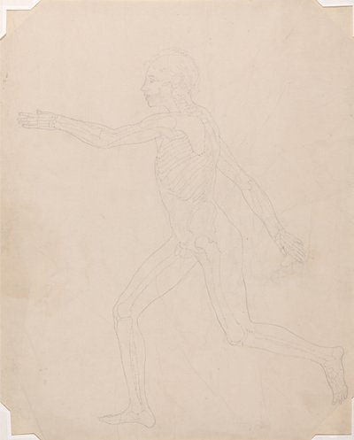 Human Figure, Lateral View by George Stubbs