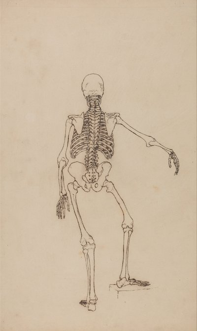 Human Skeleton, Posterior View by George Stubbs