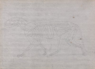 A Comparative Anatomical Exposition of the Structure of the Human Body with that of a Tiger and a Common Fowl: Tiger Body, Lateral View by George Stubbs