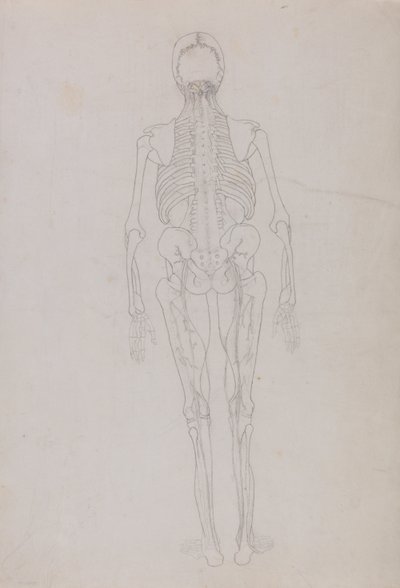 A Comparative Anatomical Exposition of the Structure of the Human Body with that of a Tiger and a Common Fowl: Human Figure, Posterior View by George Stubbs
