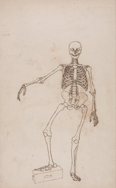 A Comparative Anatomical Exposition of the Structure of the Human Body with that of a Tiger and a Common Fowl: Human Skeleton, Anterior View by George Stubbs