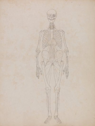 A Comparative Anatomical Exposition of the Structure of the Human Body with that of a Tiger and a Common Fowl: Human Figure, Anterior View (Outline figure) by George Stubbs