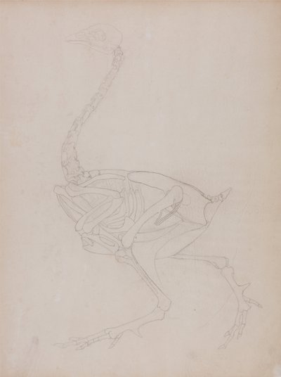 A Comparative Anatomical Exposition of the Structure of the Human Body with that of a Tiger and a Common Fowl: Fowl Body, Lateral View by George Stubbs