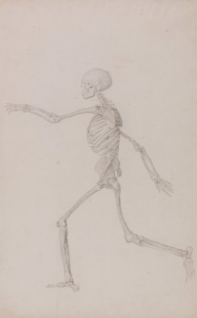 A Comparative Anatomical Exposition of the Structure of the Human Body with that of a Tiger and a Common Fowl: Human Skeleton, Lateral View Seen from the Left, Running (Finished Study for Table III) by George Stubbs