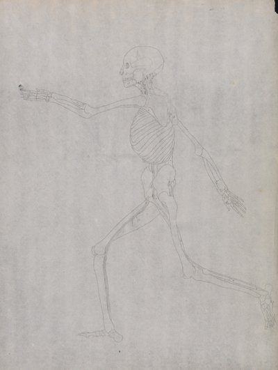 A Comparative Anatomical Exposition of the Structure of the Human Body with That of a Tiger and a Common Fowl: Human Figure, Lateral View by George Stubbs