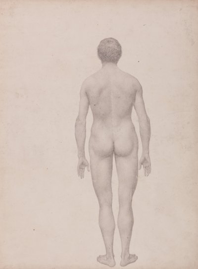 Human Figure, Posterior View, Undissected (Finished Study for Table VII) by George Stubbs