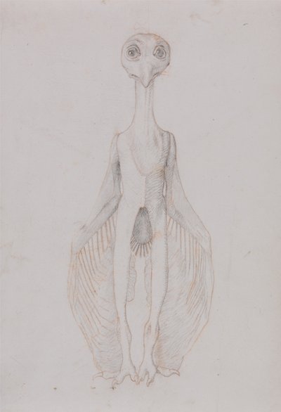 Owl Standing, Anterior View by George Stubbs