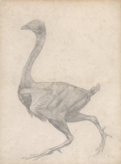 Fowl, Lateral View, with Skin and Underlying Fascial Layers Removed (Finished Study for Table XV) by George Stubbs