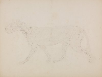 Tiger Body, Lateral View (Study of the upper layers of muscles and their blood supply prepared for the key figure to Table XIV) by George Stubbs