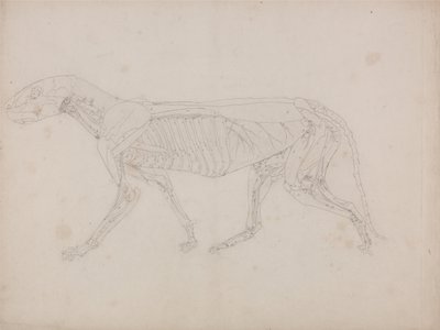 Tiger Body, Lateral View by George Stubbs