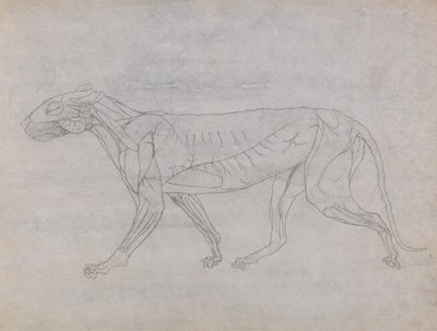 Tiger Body, Lateral View by George Stubbs
