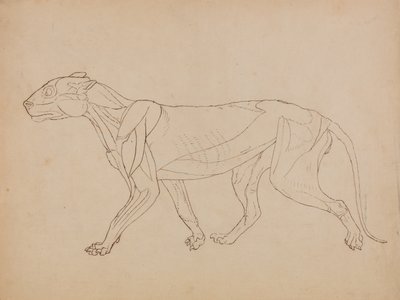 Tiger Body, Lateral View by George Stubbs
