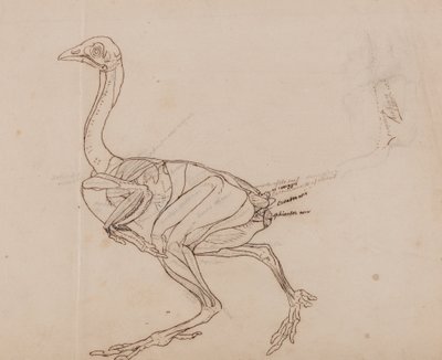 Dorking Hen Body, Lateral View by George Stubbs