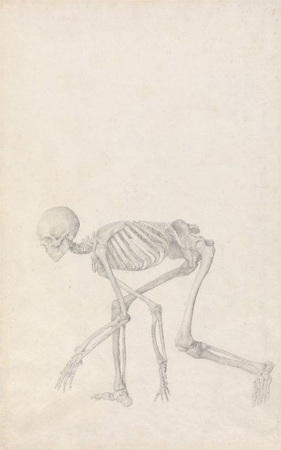 Human Skeleton, Lateral View (in Crouching Posture) by George Stubbs