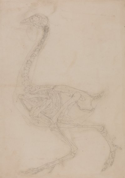 Fowl Skeleton, Lateral View by George Stubbs