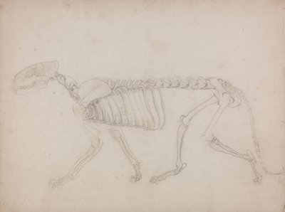 Tiger Skeleton, Lateral View by George Stubbs