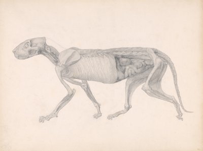 A Comparative Anatomical Exposition of the Structure of the Human Body with that of a Tiger and a Common Fowl: Tiger Body, Lateral View, 1795-1806 by George Stubbs