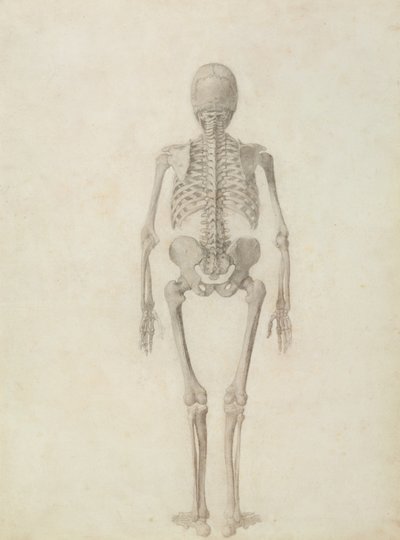 Human Skeleton, Posterior View by George Stubbs