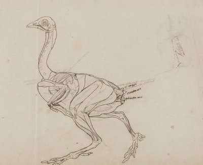 Dorking Hen Body, Lateral View by George Stubbs