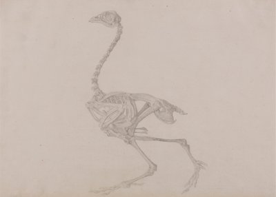 Dorking Hen Skeleton, Lateral View (Finished study for an unpublished table) by George Stubbs