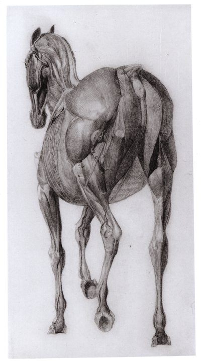 Dorsal View of the Muscle Structure of a Progressively Dissected Horse, Study No. 7 from The Anatomy of the Horse, 1766 by George Stubbs
