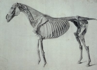 Finished Study for the Fifth Anatomical Table of a Horse by George Stubbs