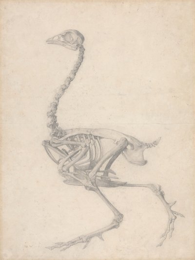 Fowl Skeleton, Lateral View by George Stubbs