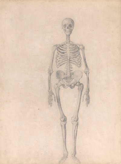 Human Skeleton, Anterior View by George Stubbs