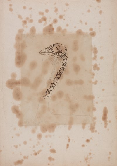 Study of a Fowl Head and Neck, Lateral View, from A Comparative Anatomical Exposition of the Structure of the Human Body with that of a Tiger and a Common Fowl, 1795-1806 by George Stubbs