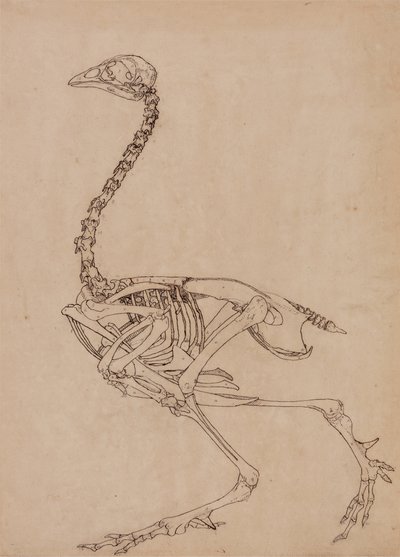 Study of a Fowl, Lateral View, from A Comparative Anatomical Exposition of the Structure of the Human Body with that of a Tiger and a Common Fowl by George Stubbs
