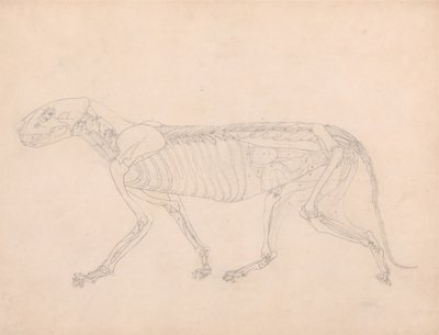 Study of a Tiger, Lateral View, Abdominal Viscera Exposed, from A Comparative Anatomical Exposition of the Structure of the Human Body with that of a Tiger and a Common Fowl by George Stubbs