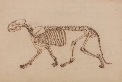 Study of a Tiger, Lateral View, from A Comparative Anatomical Exposition of the Structure of the Human Body with that of a Tiger and a Common Fowl by George Stubbs