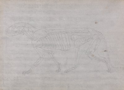 Study of a Tiger, Lateral View, from A Comparative Anatomical Exposition of the Structure of the Human Body with that of a Tiger and a Common Fowl by George Stubbs
