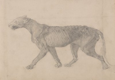 Study of a Tiger, Lateral View, from A Comparative Anatomical Exposition of the Structure of the Human Body with that of a Tiger and a Common Fowl by George Stubbs
