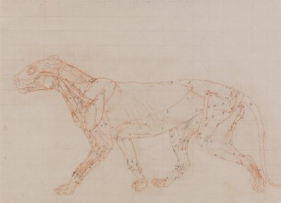 Study of a Tiger, Lateral View, from A Comparative Anatomical Exposition of the Structure of the Human Body with that of a Tiger and a Common Fowl by George Stubbs