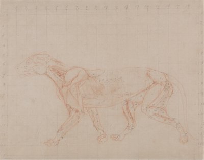 Study of a Tiger, Lateral View, from A Comparative Anatomical Exposition of the Structure of the Human Body with that of a Tiger and a Common Fowl by George Stubbs