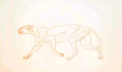 Study of a Tiger, Lateral View, from A Comparative Anatomical Exposition of the Structure of the Human Body with that of a Tiger and a Common Fowl by George Stubbs