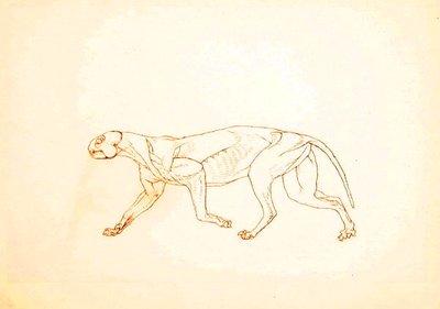 Study of a Tiger, Lateral View, from A Comparative Anatomical Exposition of the Structure of the Human Body with that of a Tiger and a Common Fowl by George Stubbs