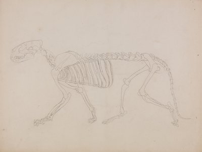 Study of a Tiger, Lateral View, from 