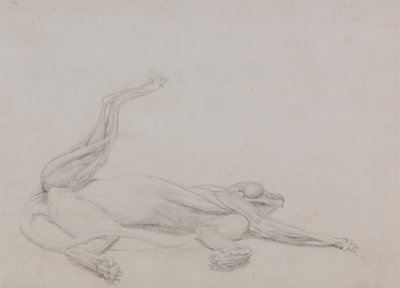Study of a Tiger, Recumbent, Viewed Ventrally, from A Comparative Anatomical Exposition of the Structure of the Human Body with that of a Tiger and a Common Fowl by George Stubbs