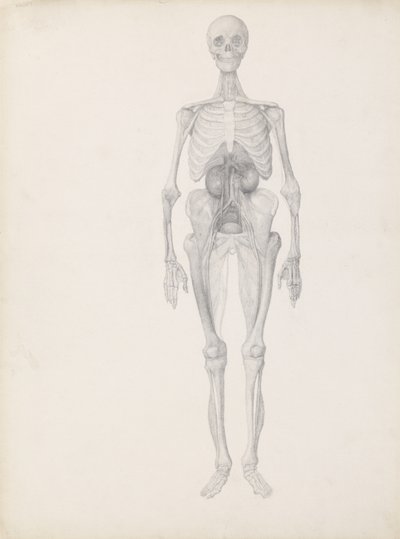 Study of the Human Figure, Anterior View, Final Stage of Dissection, from 