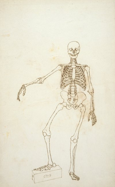 Study of the Human Figure, Anterior View by George Stubbs